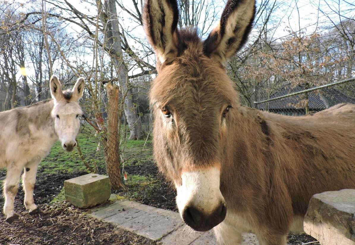 Donkeys - Farm Animals Facts & News