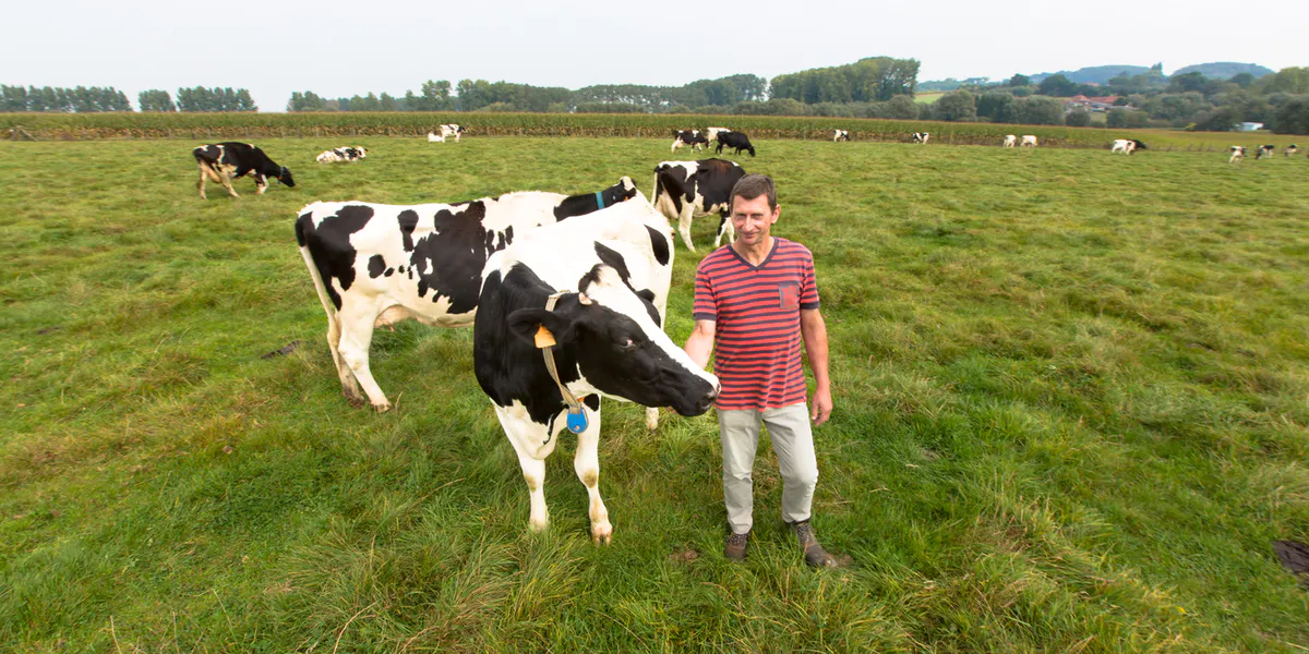the farmer – and cows – of De Calogne