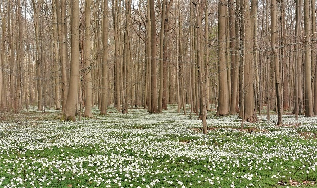 Anémones d'avril