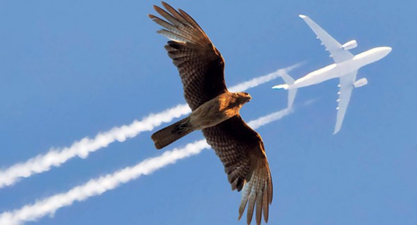 flight-202509-visuel-hawk-sillon-800x324