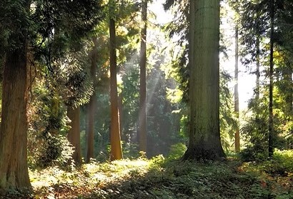 forest