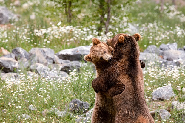 grottes_de_han-animal_park-ours-hd_1