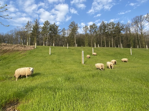 Freÿr meadows sheep