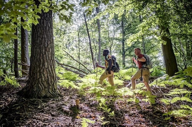 The Majestic Oak Walk _3©Lander Loeckx