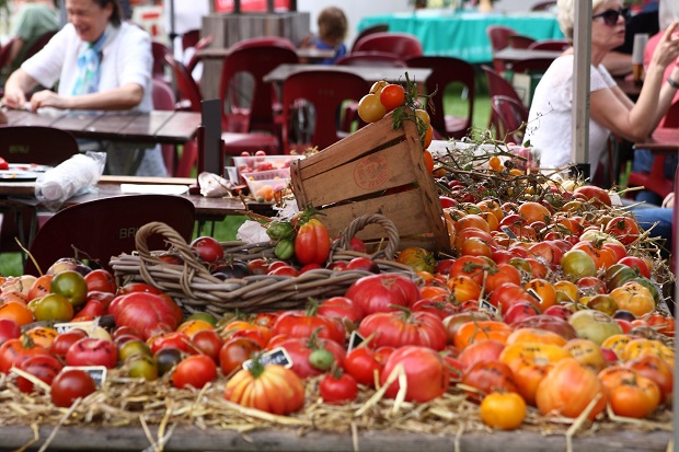 tomato festival