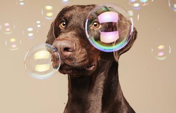 woof
