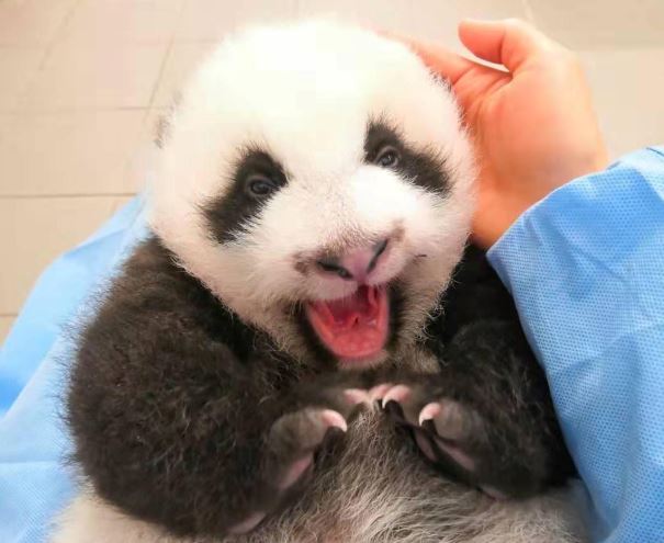 baby-pandas-help-pairi-daiza-break-two-million-visitor-mark-the-bulletin