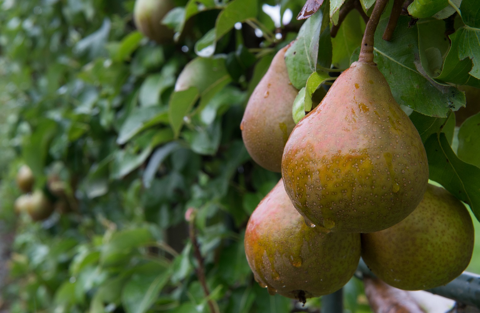 Students recruited to help with pear harvest this year | The Bulletin