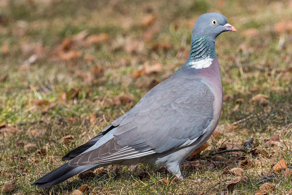 Belgien zählt 900.000 Zugvögel an einem Tag
