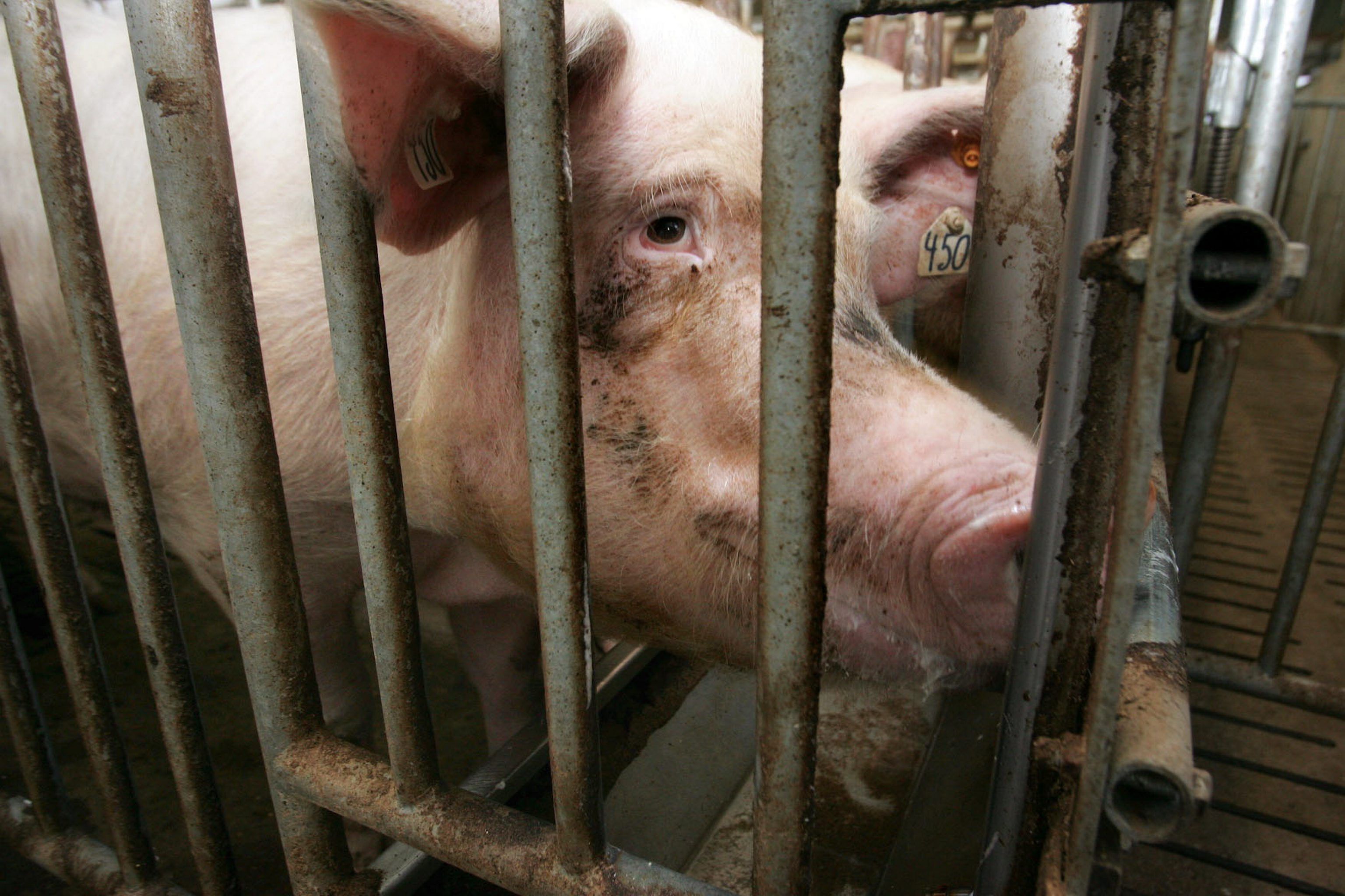 Government To Exterminate Pig Population In Disease Affected Area The   Piggies 