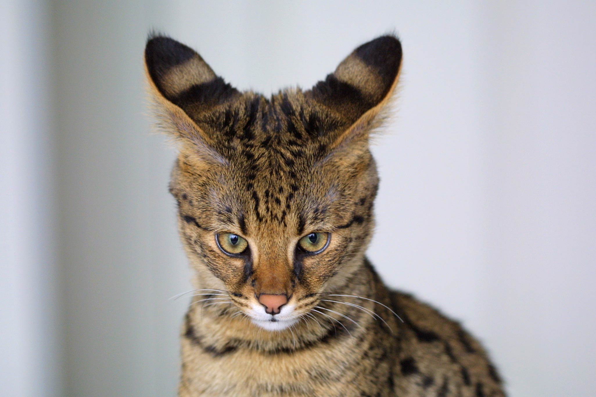 Belgian store cat breeds