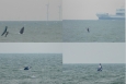 Humpback whale spotted off Belgian coast