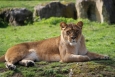 Lioness at Pairi Daiza animal park in Belgium