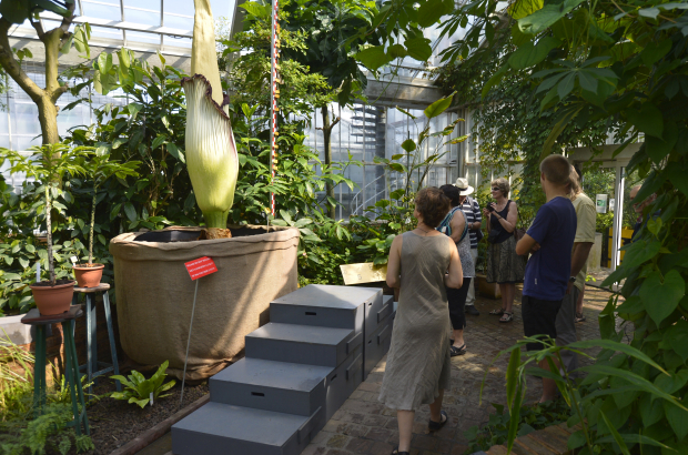 MEISE, BELGIUM: Illustration shows the Titan arum (Amorphophallus titanum) flower in the national botanic garden in Meise, Tuesday 09 July 2013. The inflorescense of this flower reaches to 235cm, due to it's horrible smell the flower is also referred to as 'corpse flower'. (BELGA PHOTO BENOIT DOPPAGNE)