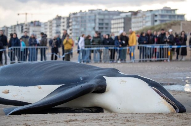 Orca died on beach at Belgian coast