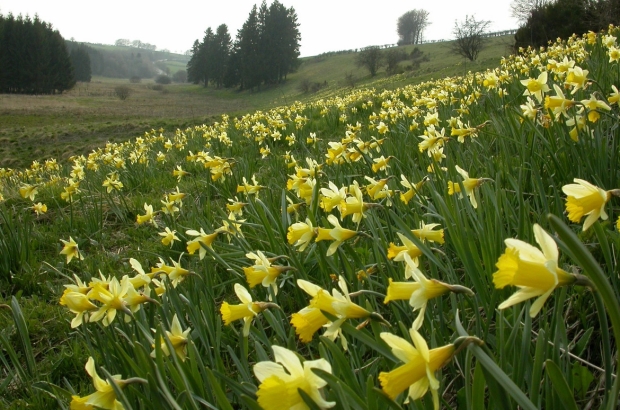 Daffodil season High Fens - Natagora