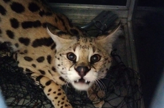 Escaped serval captured by Ghent fire service