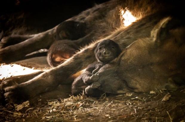 Planckendael animal park - newborn spotted hyenas
