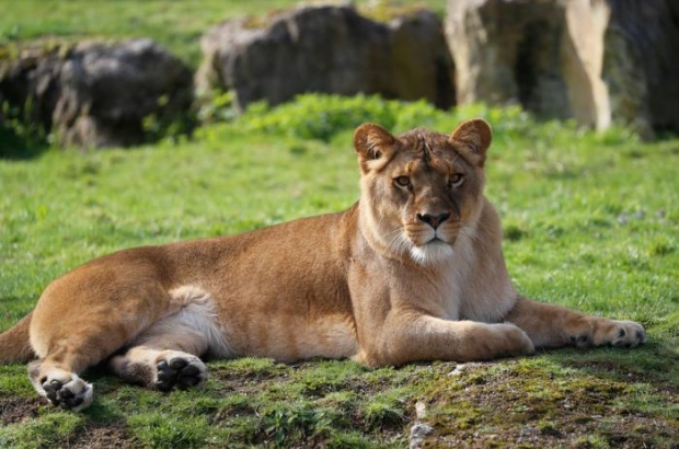 Lioness at Pairi Daiza animal park in Belgium
