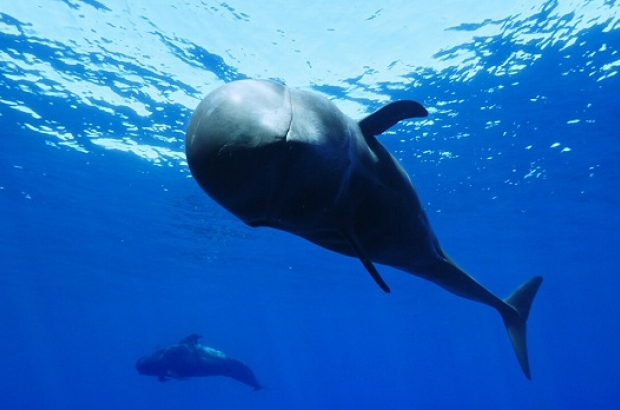 International Ocean Film Tour 2024 Belgium