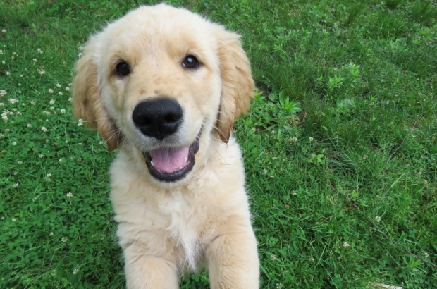 A Golden Retriever puppy  (Piqsels, free licence)