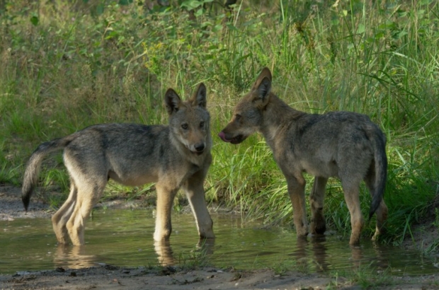 Welkom Wolf - photo Cees van Kempen