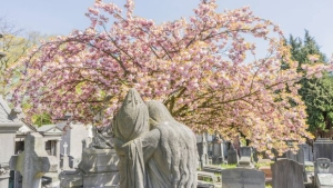 Cemeteries' Spring - Laeken, Brussels