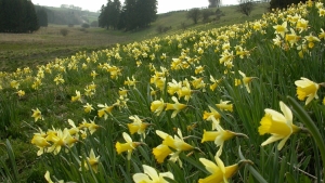 Daffodil season High Fens - Natagora