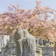 Cemeteries' Spring - Laeken, Brussels