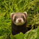 A ferret seen in the wild (Wikipedia Creative Commons)