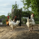 Illustration picture shows chickens in a garden in Zwijndrecht, in Antwerp province. (BELGA PHOTO DAVID PINTENS)