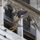 BRUSSELS, BELGIUM: This handout picture, distributed by the Royal Belgian Institute of Natural Sciences RBINS (KBIN-IRSNB) shows a Peregrine Falcon (slechtvalken - faucons pelerines), flying from the Saint-Michael and Saint-Gudula Cathedral, in Brussels. BELGA PHOTO ROYAL BELGIAN INSTITUTE OF NATURAL SCIENCES HANDOUT