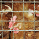 Chickens seen in a cage at a poultry farm in Belgium (BELGA PHOTO)