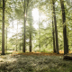 BRUSSELS, BELGIUM: Illustration picture shows trees in the Sonian Forest (Zonienwoud - Foret de Soignes), Tuesday 12 March 2013, in Brussels. (BELGA PHOTO SISKA GREMMELPREZ)