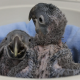 Pairi Daiza macaws