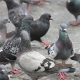 City pigeons flocking around food on the street (Pixabay / Free licence)