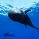 International Ocean Film Tour 2024 Belgium